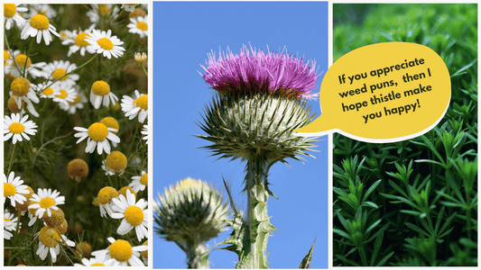 Chamomile, Milk thistle and nettle leaf herbal natural remedies